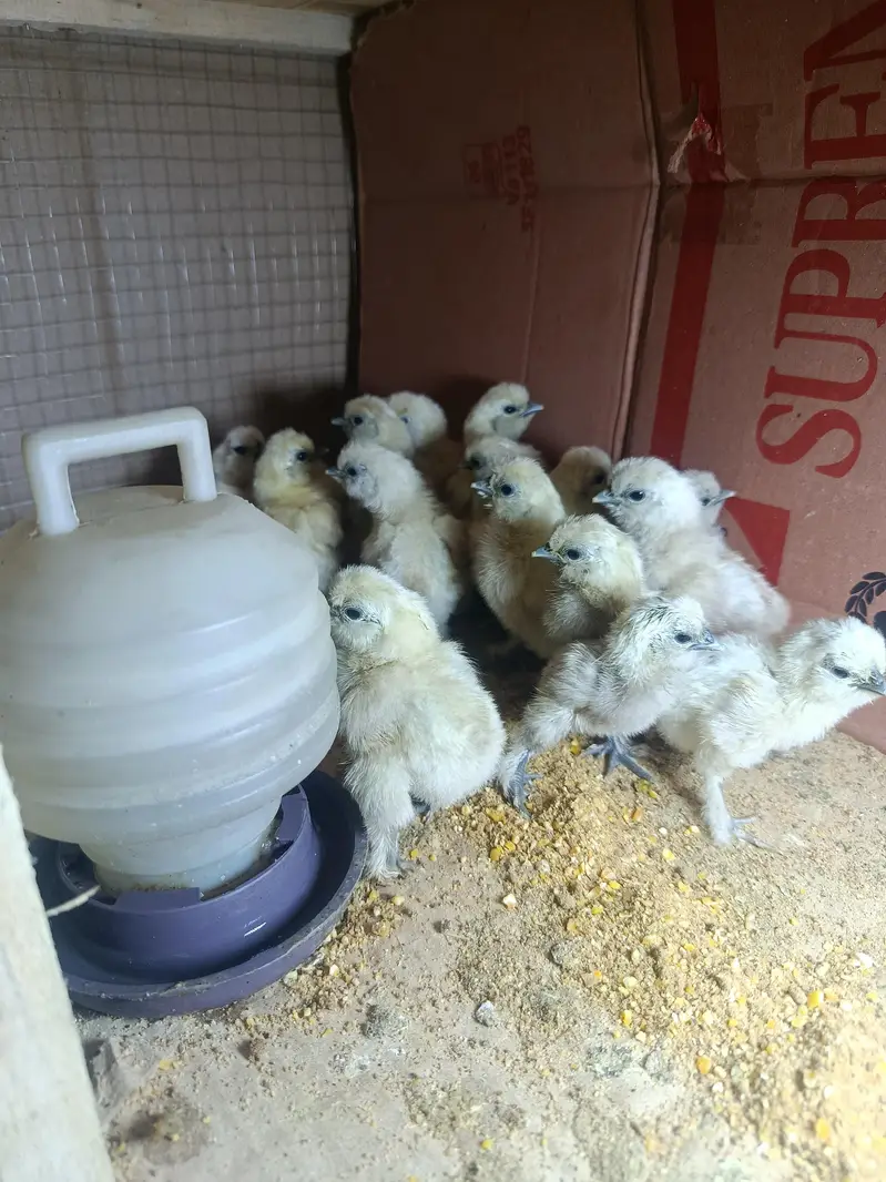 silky chicks 1 day to 45 days old — photo 2