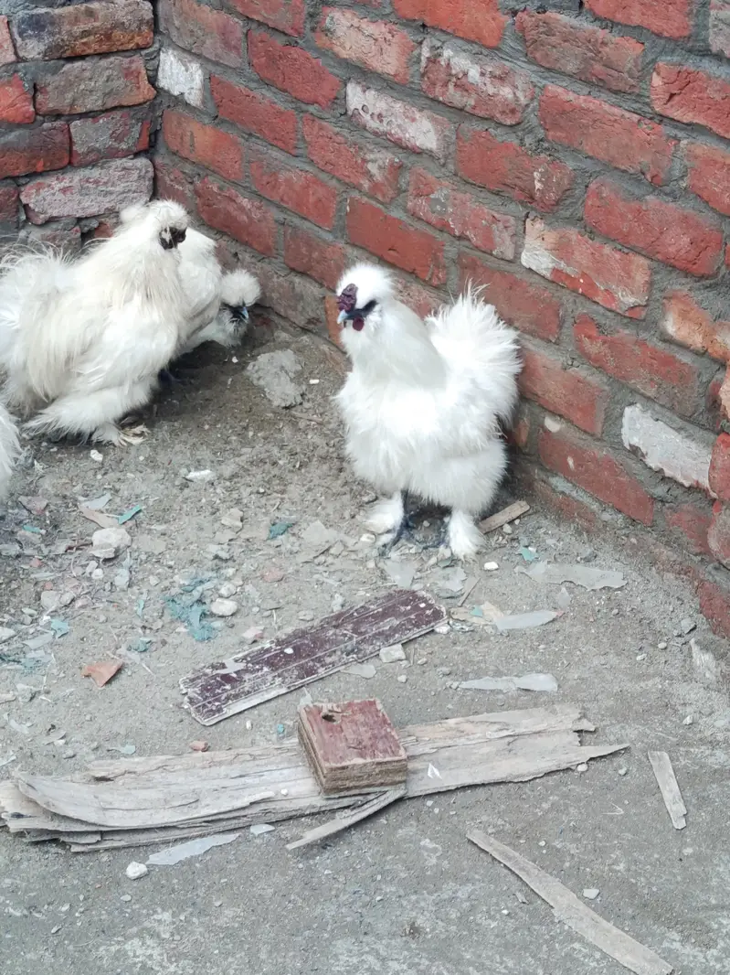 silky chicks 1 day to 45 days old — photo 3