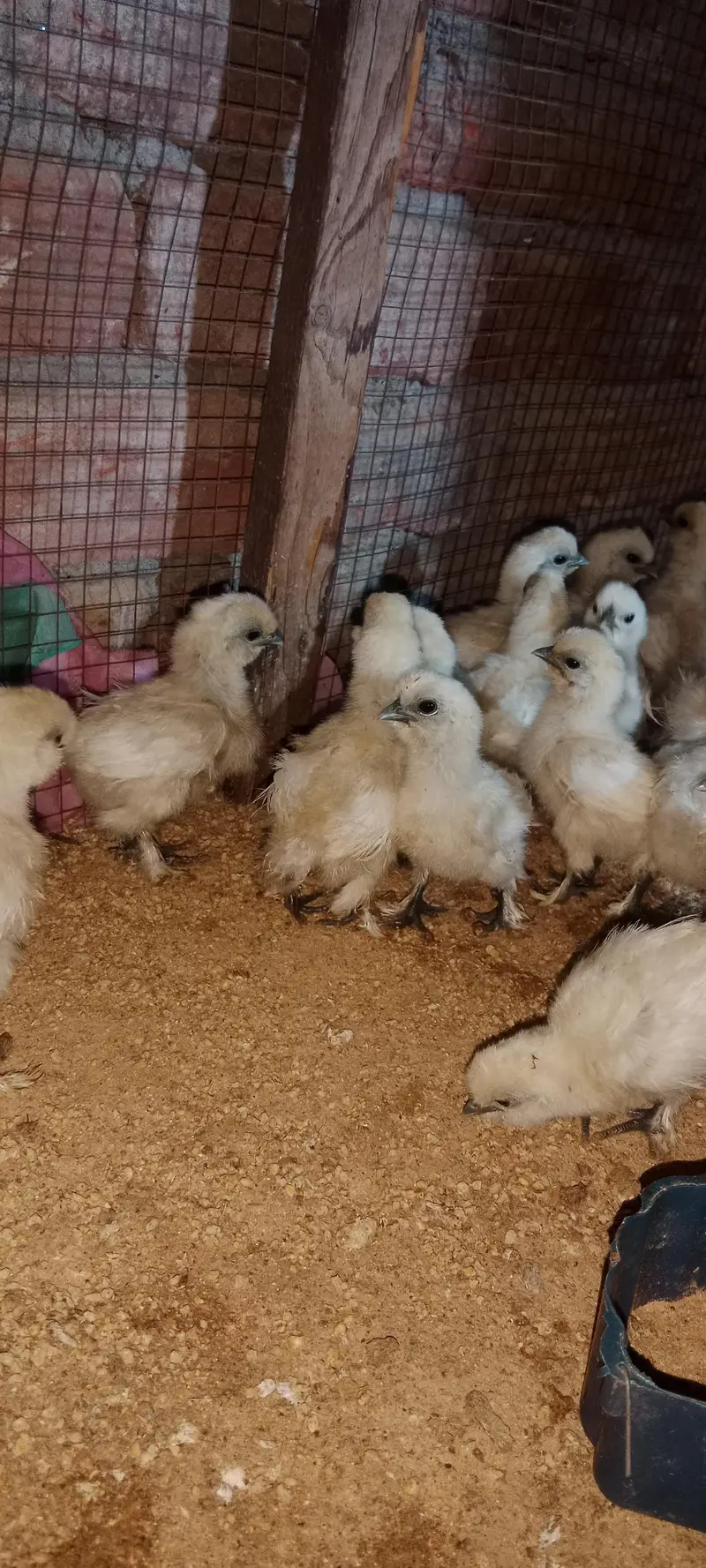 silky chicks 1 day to 45 days old — photo 7