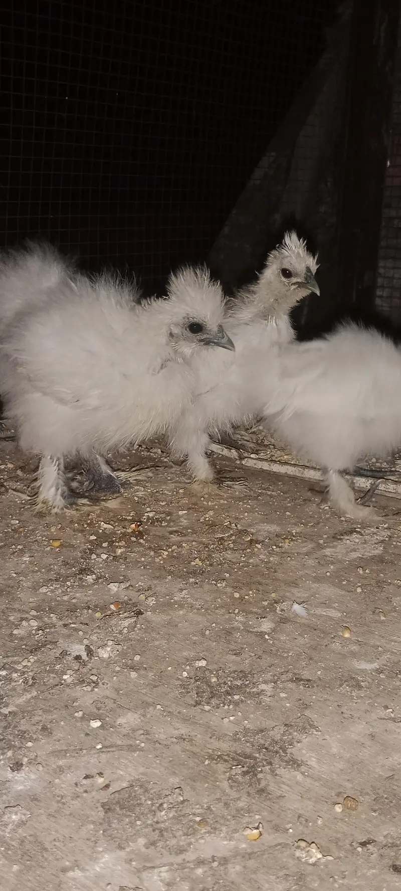 silky chicks 1 day to 45 days old — photo 8