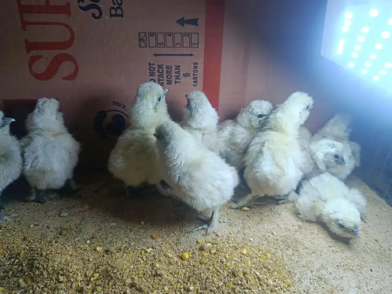 silky chicks 1 day to 45 days old — photo 9