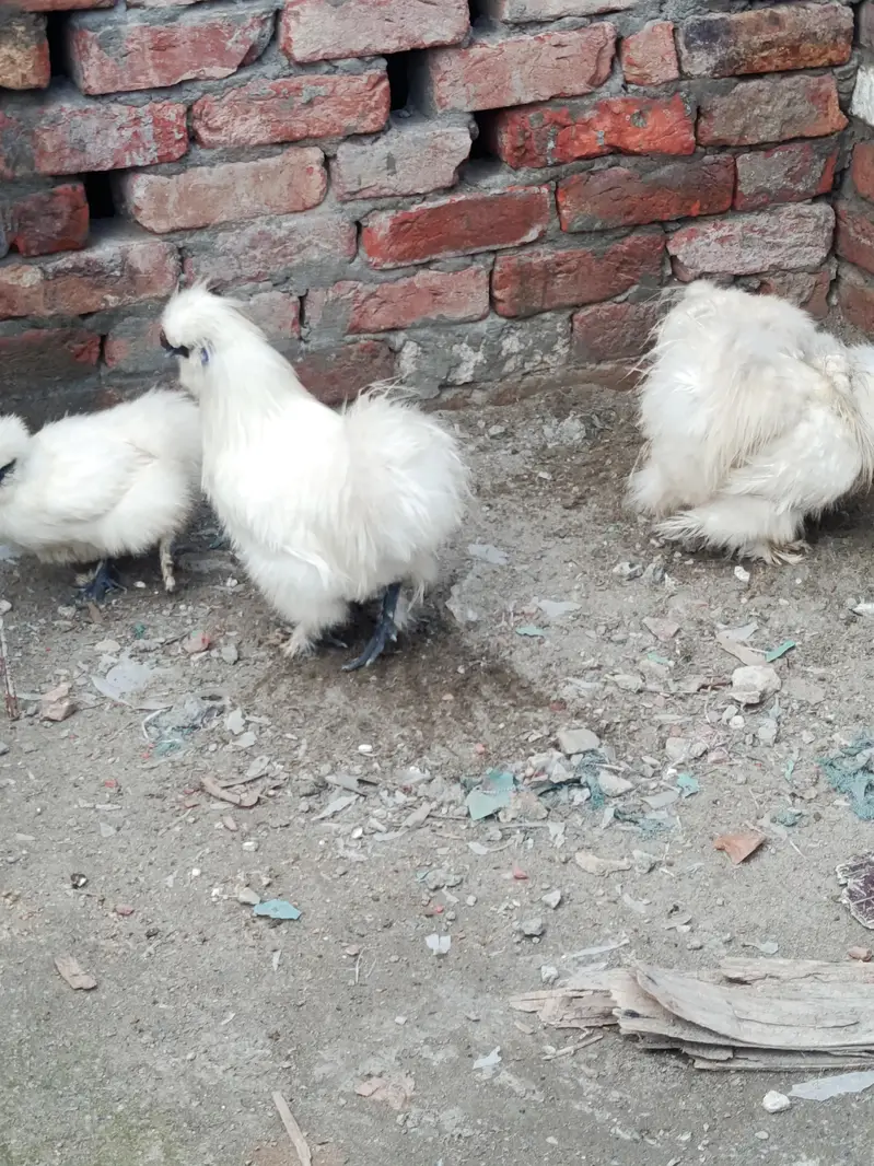 silky chicks 1 day to 45 days old — photo 10