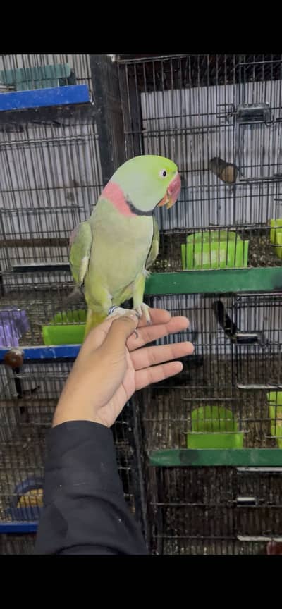 Raw hand tame male available