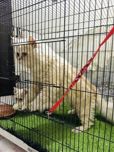 persian Pair ready to Breed