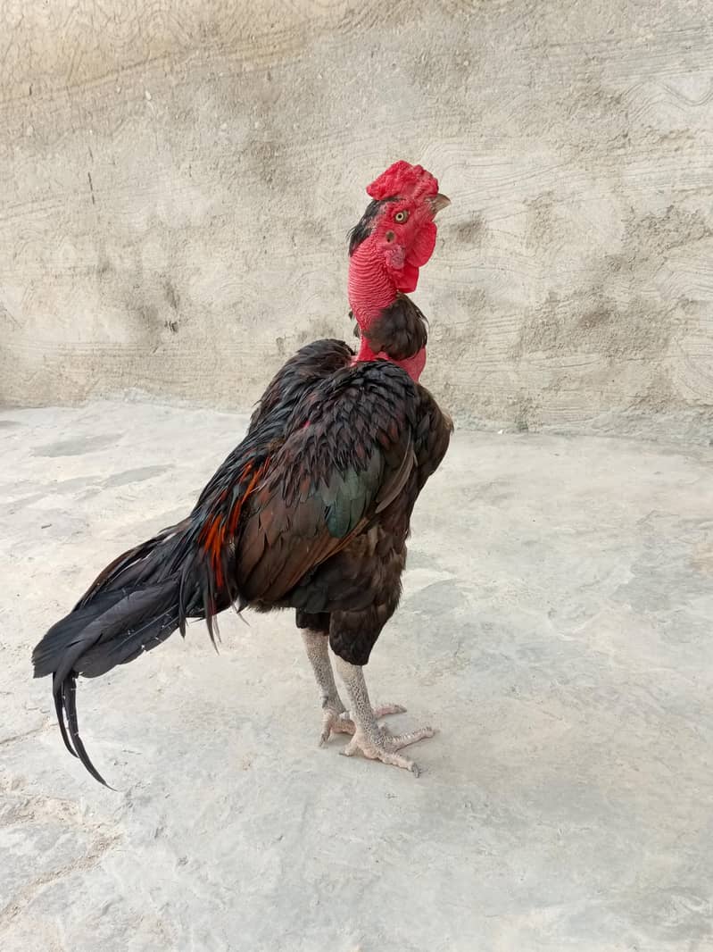 Aseel Patha 2