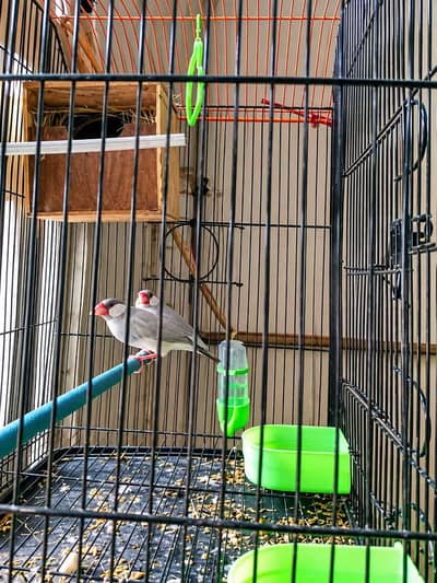 Java + Cage