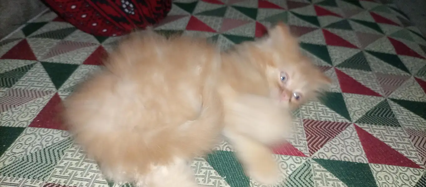Punch face kitten for sale — photo 3