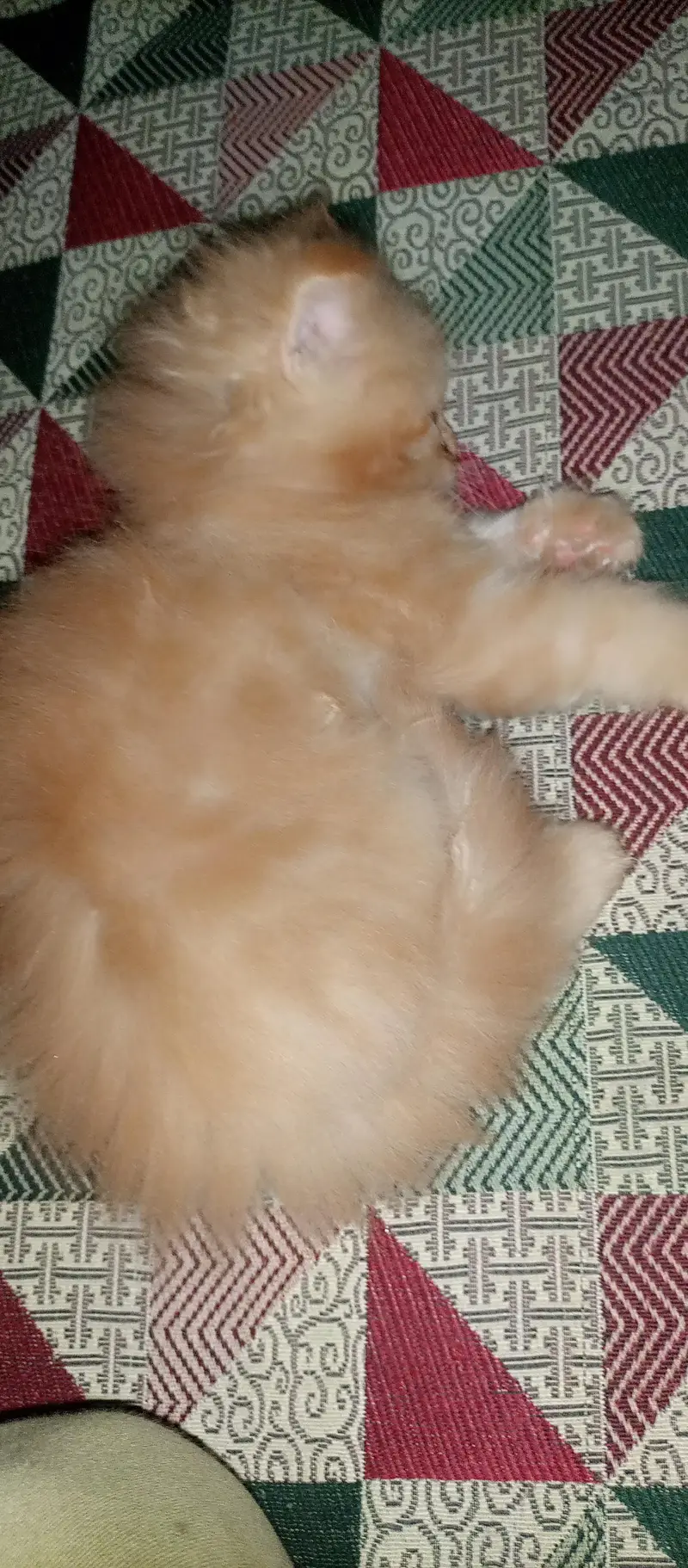 Punch face kitten for sale — photo 2