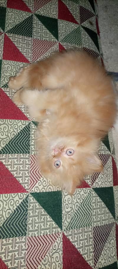 Punch face kitten for sale