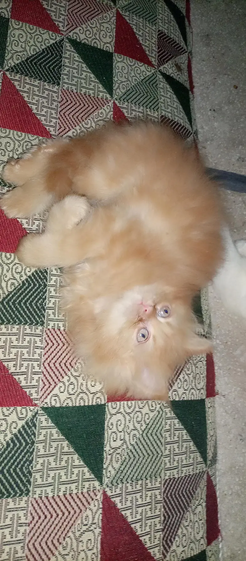 Punch face kitten for sale — photo 4