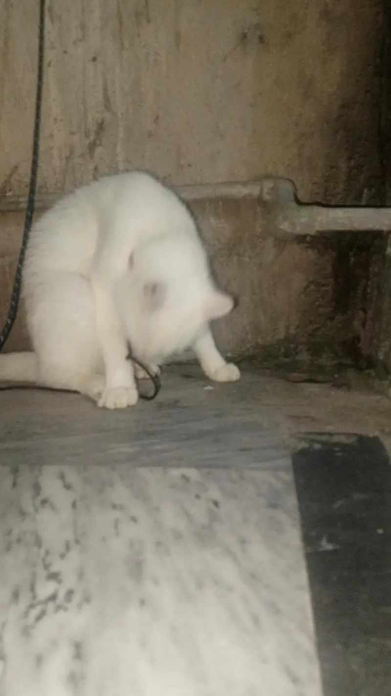 hazel — photo 2