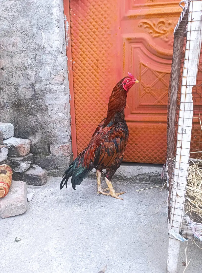 Mianwali aseel healthy and active — photo 3