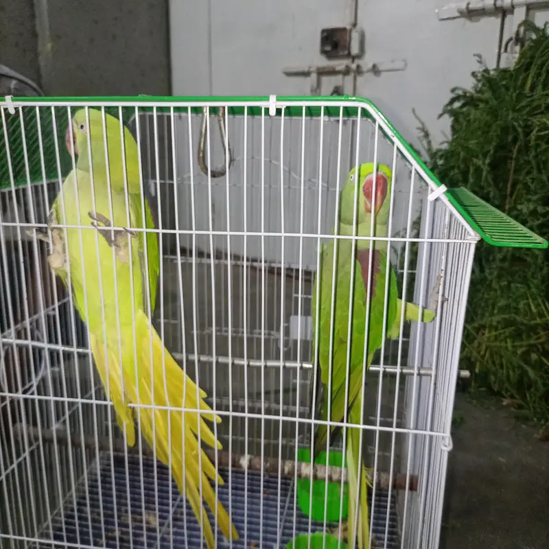 mere pass do female ka pair hai aur yah main Sel karna chahta — photo 3