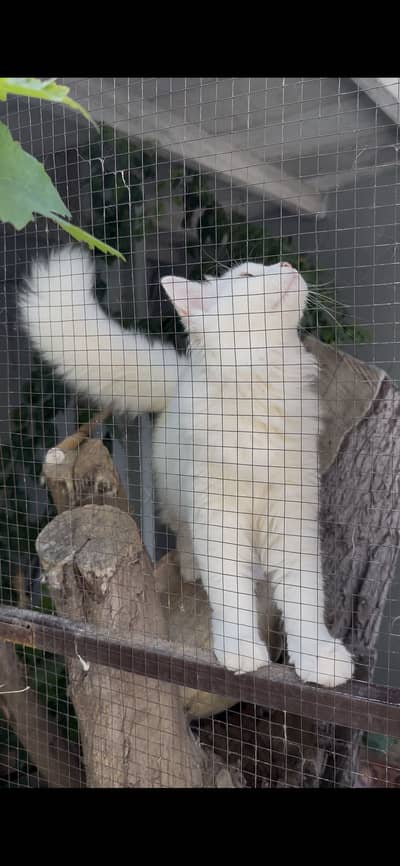 Breeder Cats pair for sale