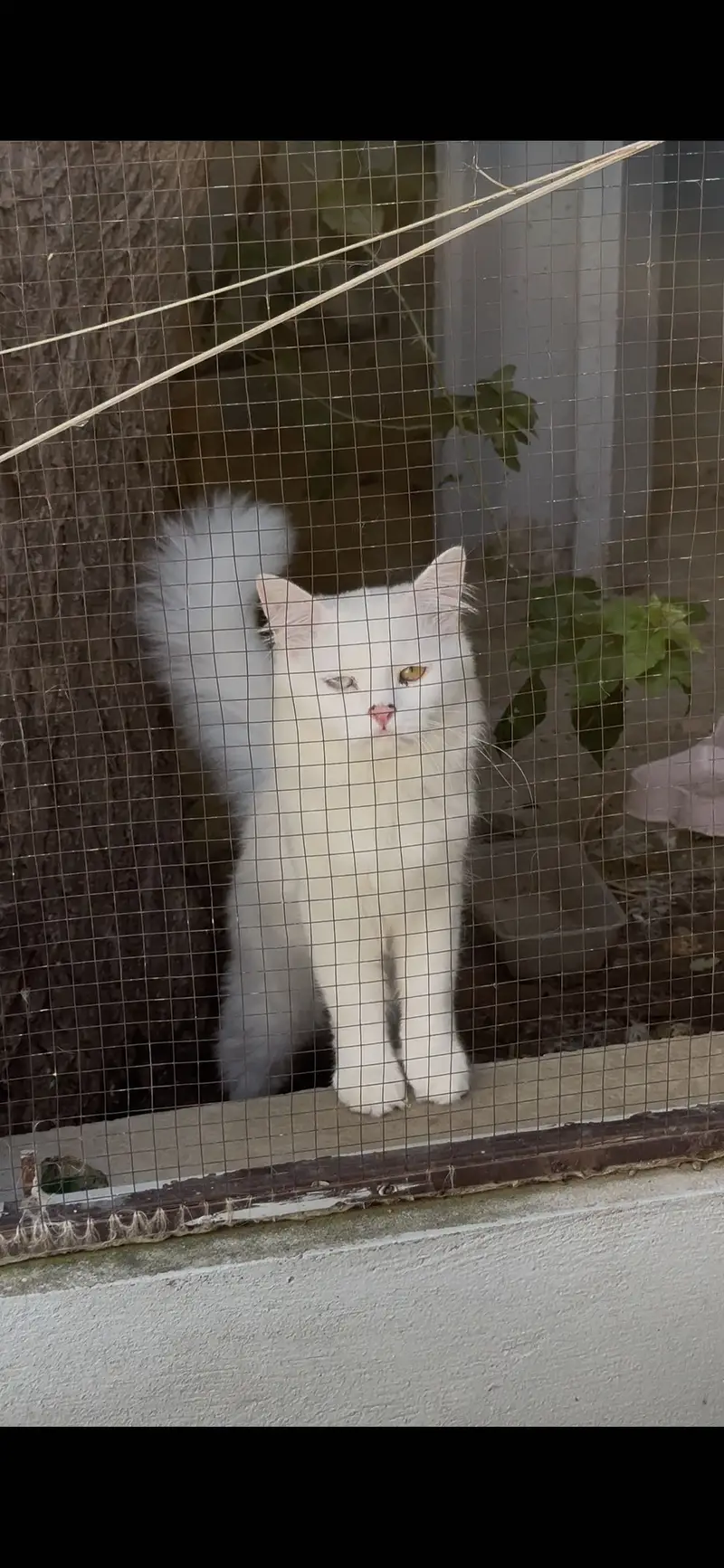 Breeder Cats pair for sale — photo 2