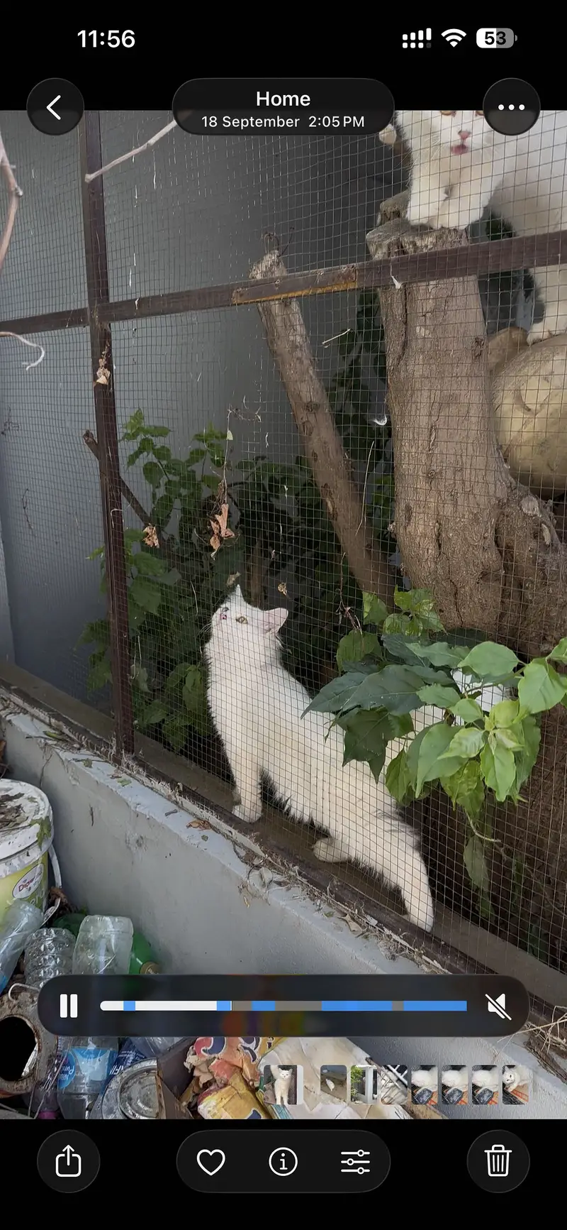 Breeder Cats pair for sale — photo 3