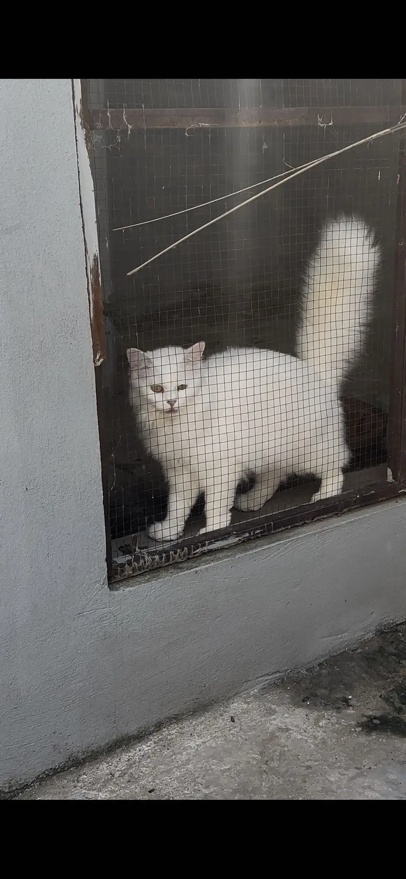 Breeder Cats pair for sale — photo 5