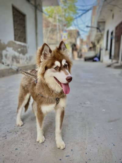 Huskey