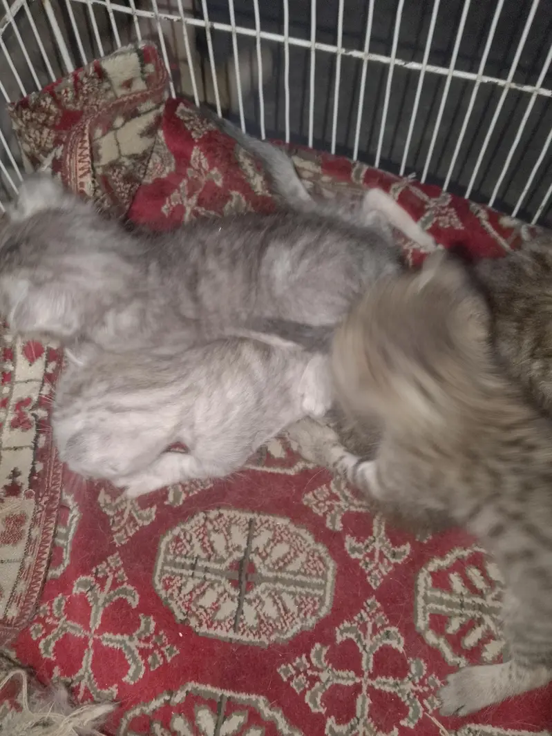 yeh Persian k bachay hai Kisi ko chahiye to contact kare abi 21 days — photo 2