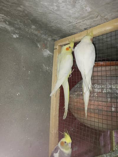 coman paid  into eno pearl breeder pair
