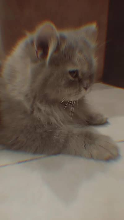 Triple coat persian female