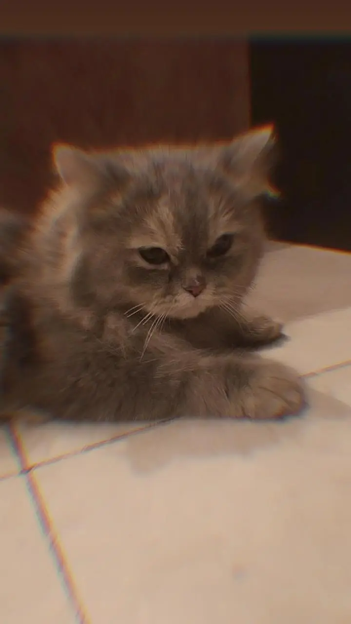 Triple coat persian female — photo 2