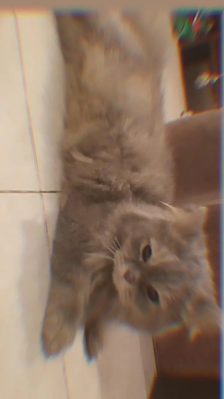 Triple coat persian female — photo 3