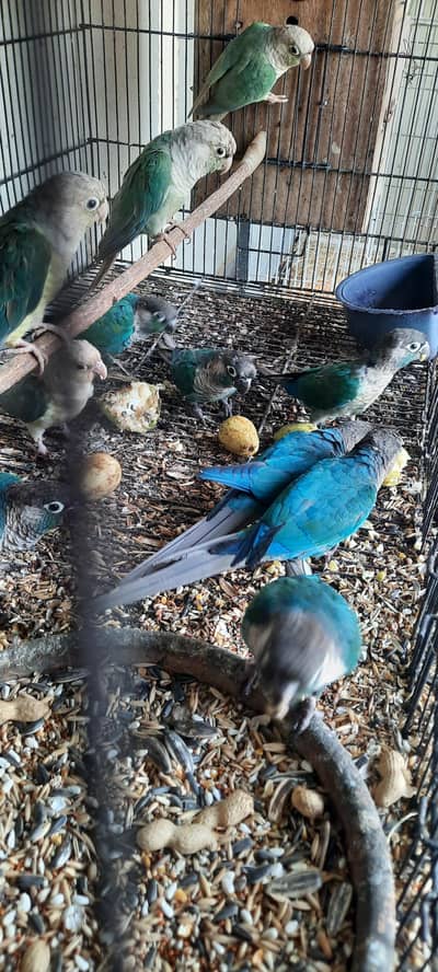 Blue Torquise BFBC Conures with Violet Markings