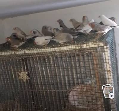 finches