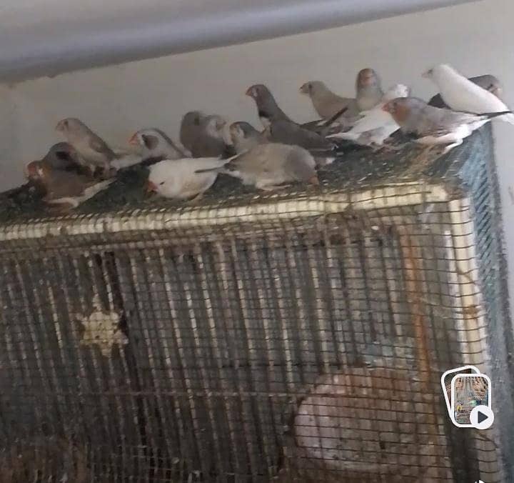 finches 0