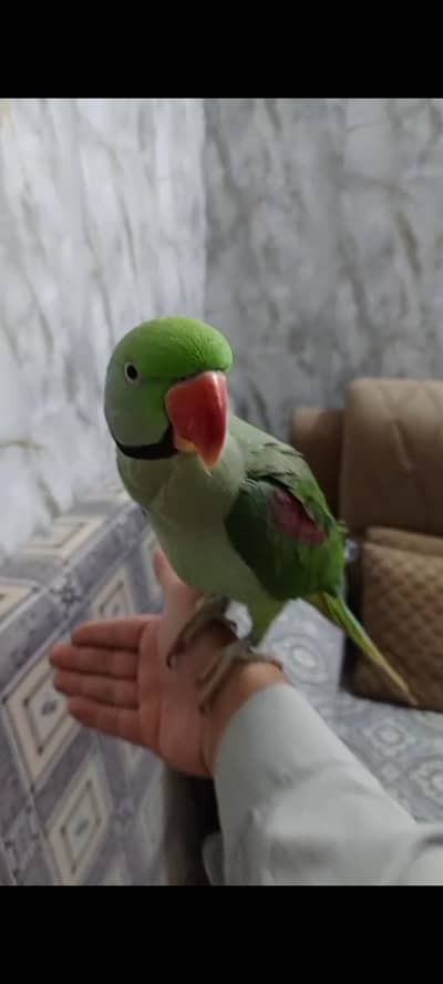 Raw hand tamed and speaking sale with cage
