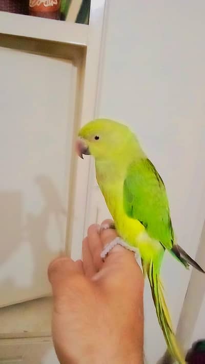 Female parrot for sale 03369510495