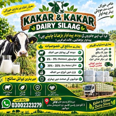 Silage dairy farms kay liya bahtareen khorak