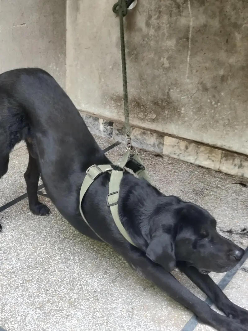 family dog hain — photo 3