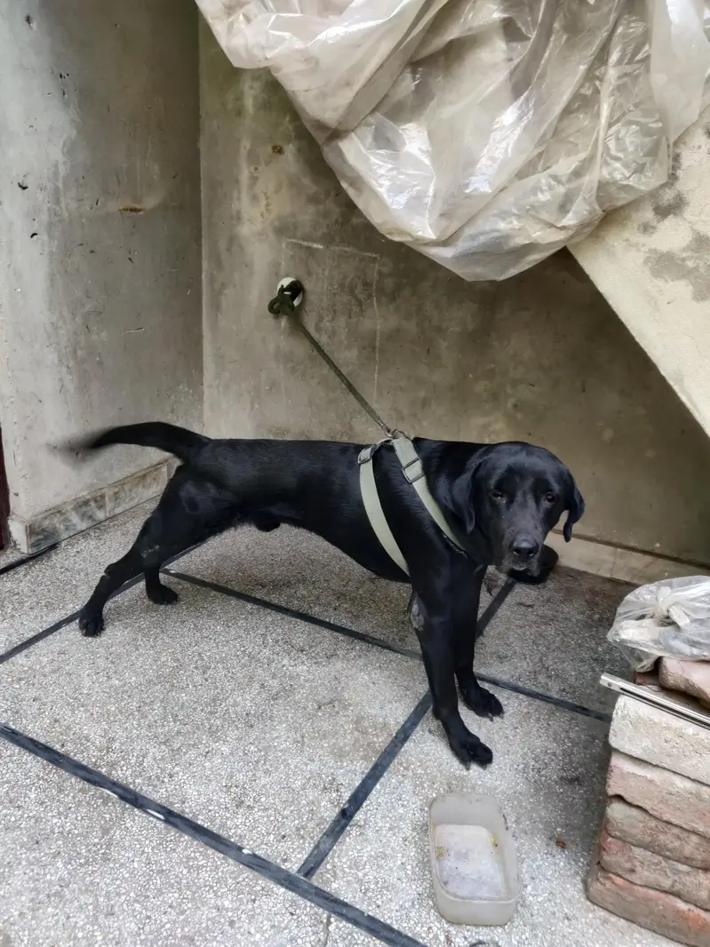 family dog hain — photo 4