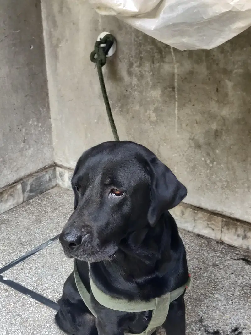 family dog hain — photo 5