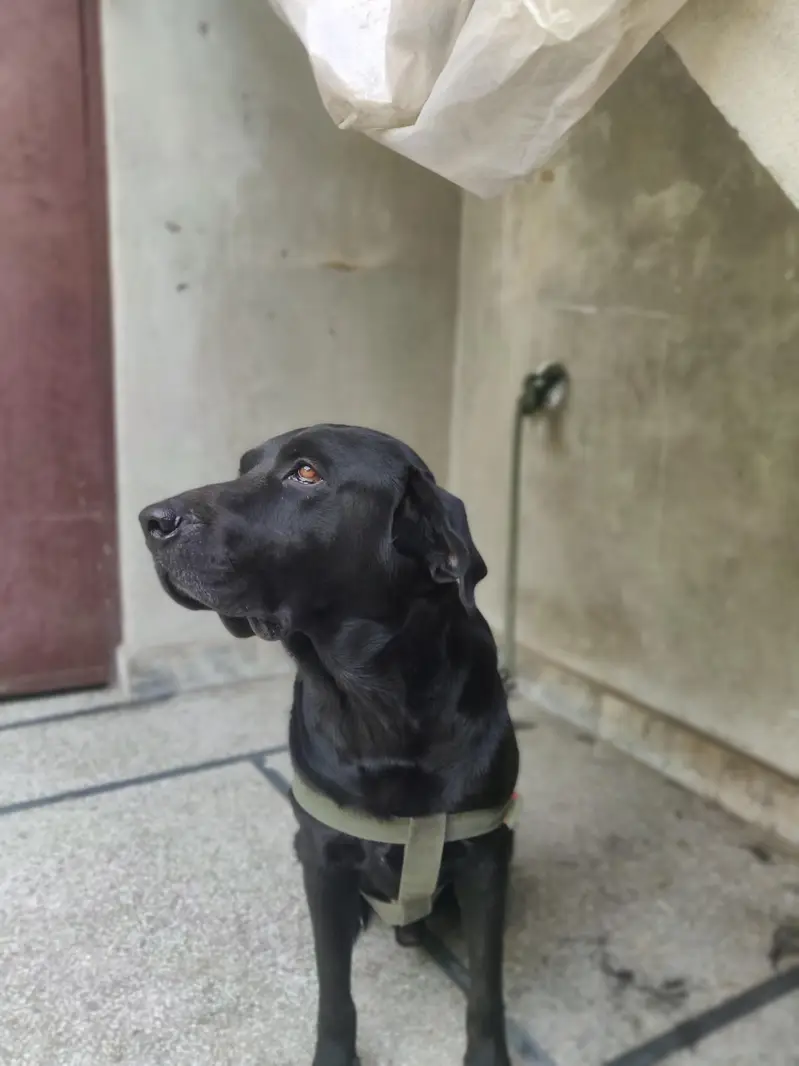 family dog hain — photo 6