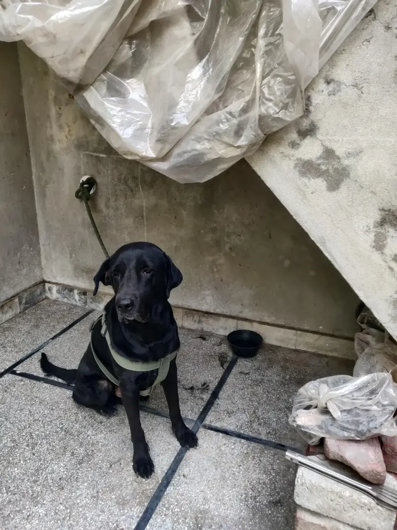 family dog hain — photo 7