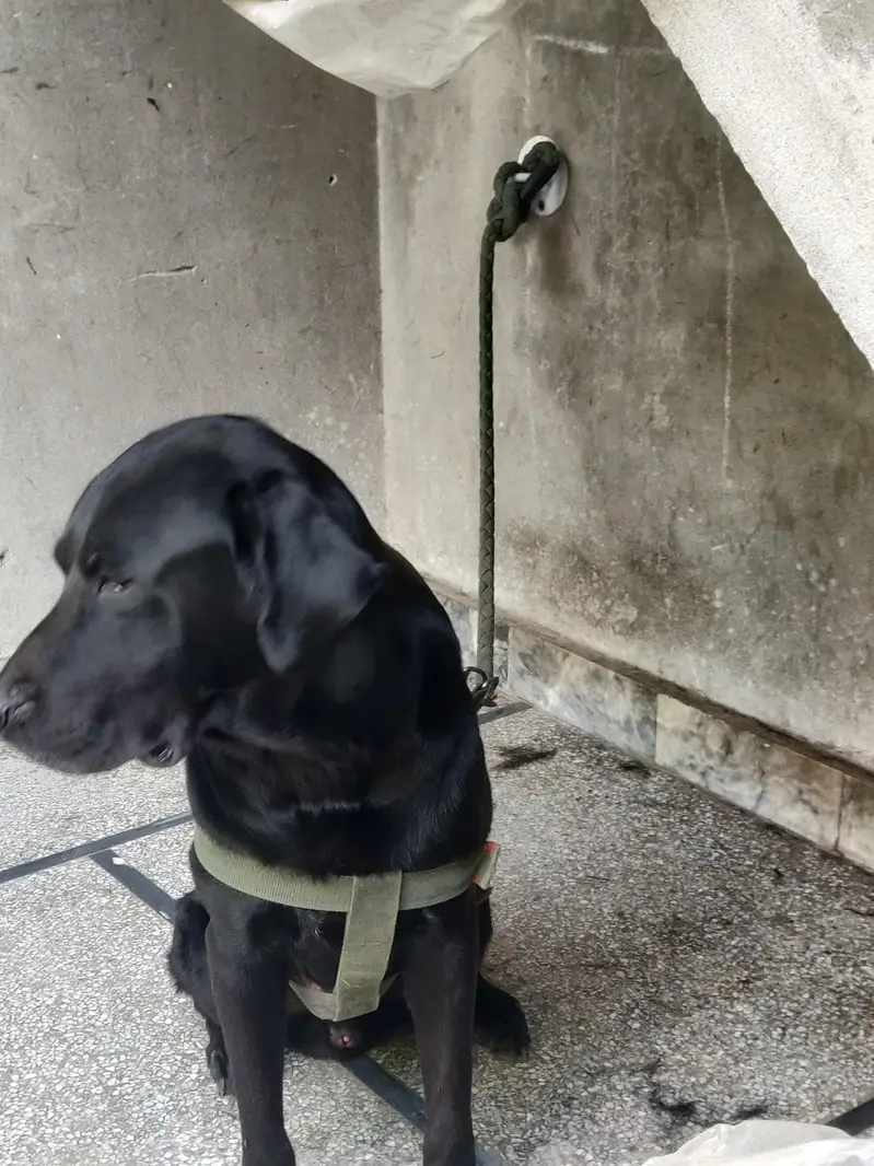 family dog hain — photo 8