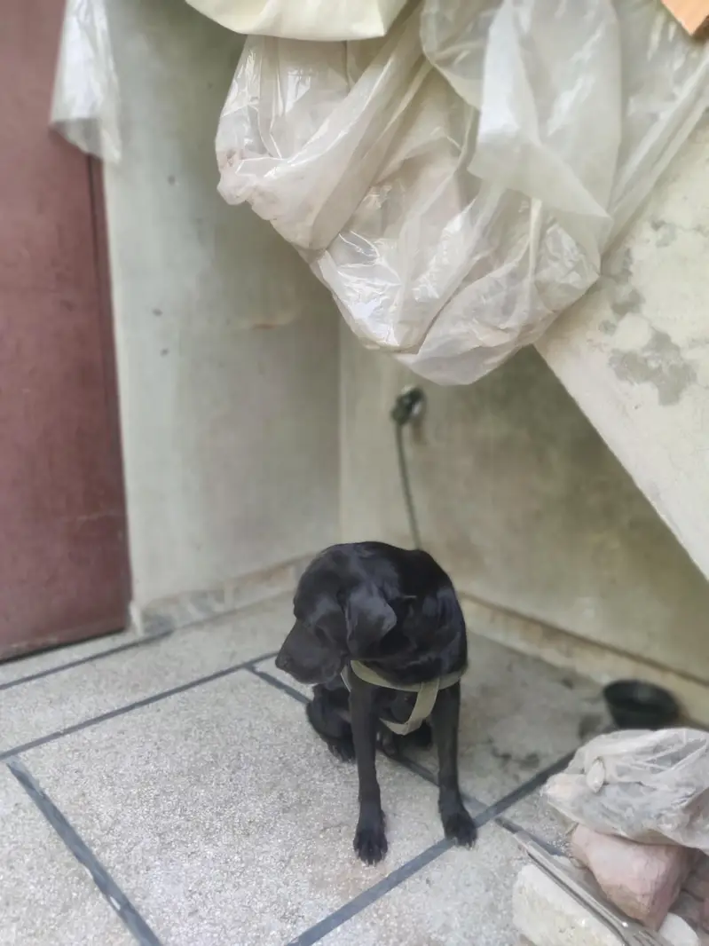 family dog hain — photo 9