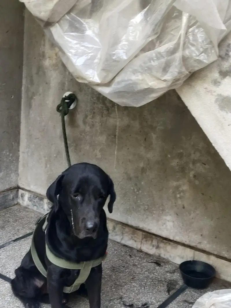 family dog hain — photo 10
