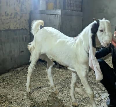 Gulabi Bakra_long Ears_Kheera