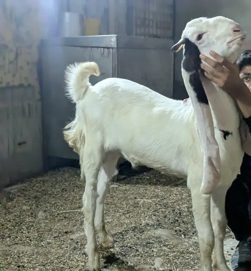 Gulabi Bakra_long Ears_Kheera — photo 2