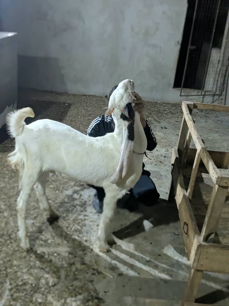 Gulabi Bakra_long Ears_Kheera 2