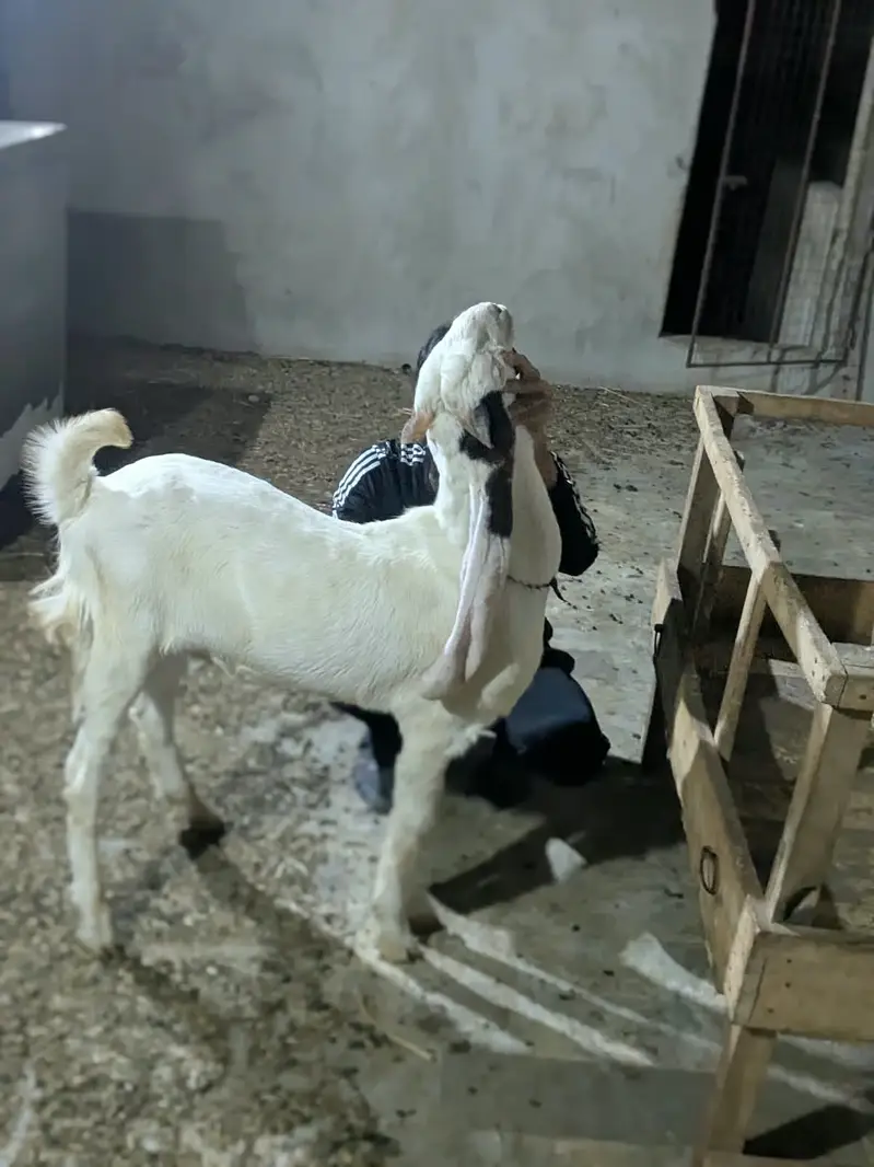 Gulabi Bakra_long Ears_Kheera — photo 3