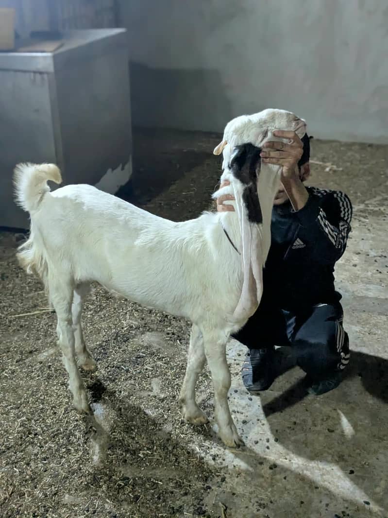 Gulabi Bakra_long Ears_Kheera 3