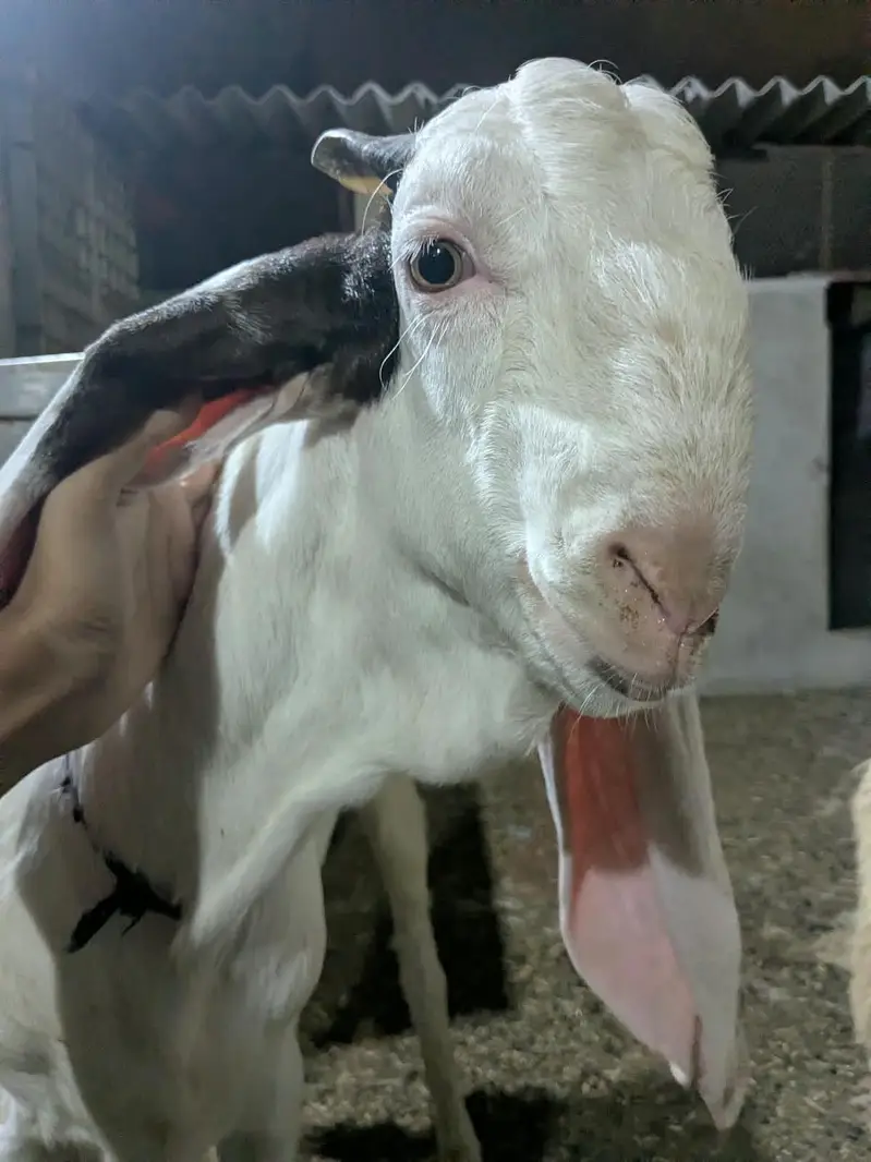 Gulabi Bakra_long Ears_Kheera — photo 6