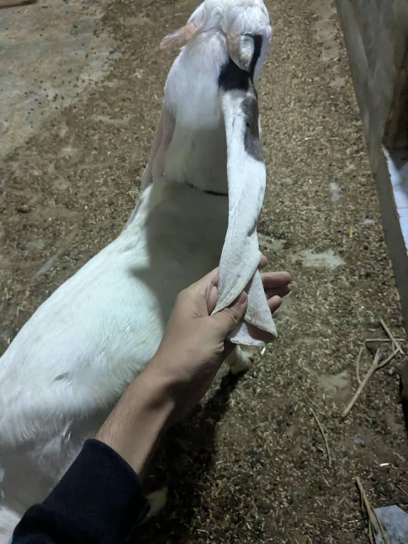 Gulabi Bakra_long Ears_Kheera 6