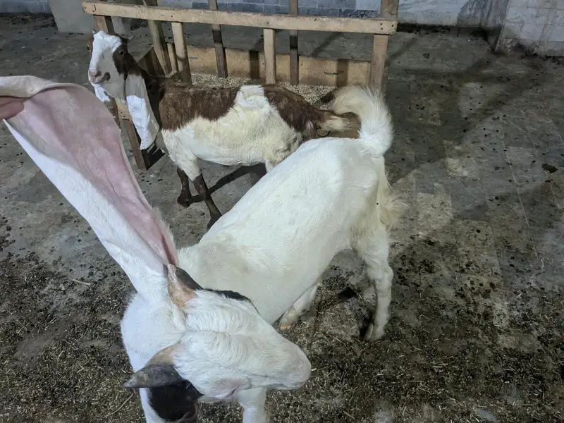 Gulabi Bakra_long Ears_Kheera — photo 8