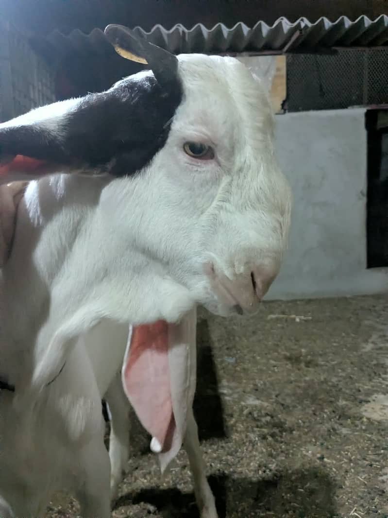 Gulabi Bakra_long Ears_Kheera 8